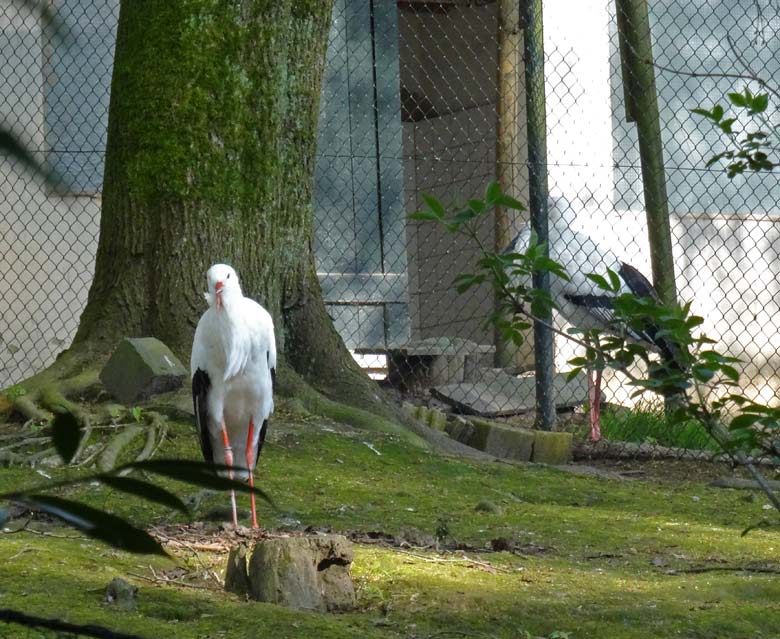 Weißstorch auf der Freianlage und Schwarzschnabelstorch in der Voliere am 20. April 2017 im Grünen Zoo Wuppertal