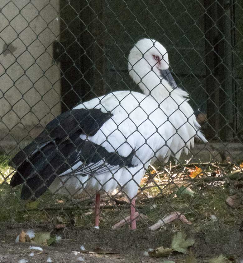 Schwarzschnabelstorch am 2. September 2018 in der Voliere am Vogelhaus im Grünen Zoo Wuppertal