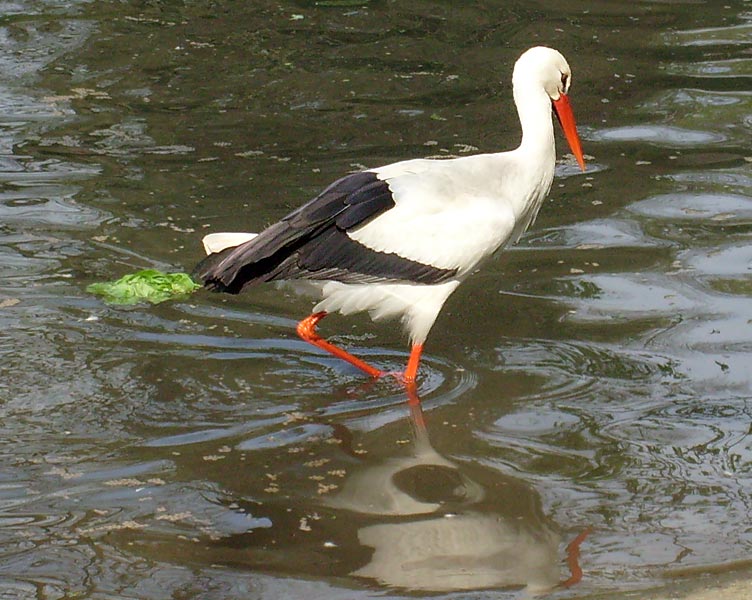 Weißstorch im Zoologischen Garten Wuppertal im April 2008