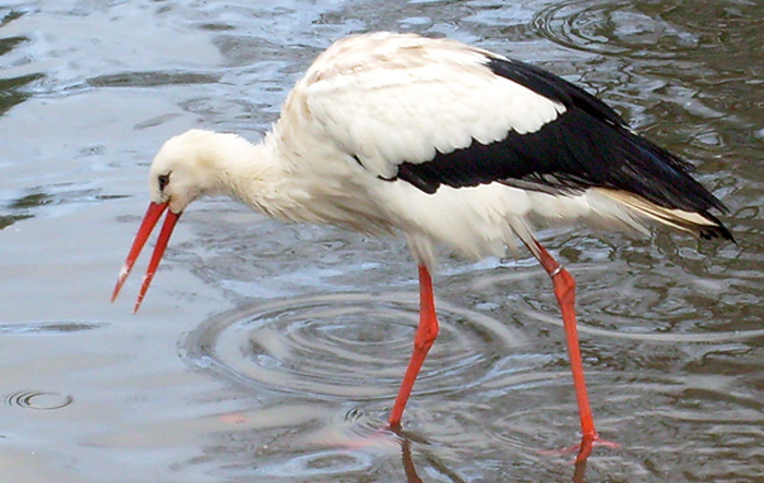 Weißstorch im Wuppertaler Zoo im November 2008