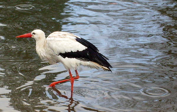 Weißstorch im Zoologischen Garten Wuppertal Zoo im November 2008