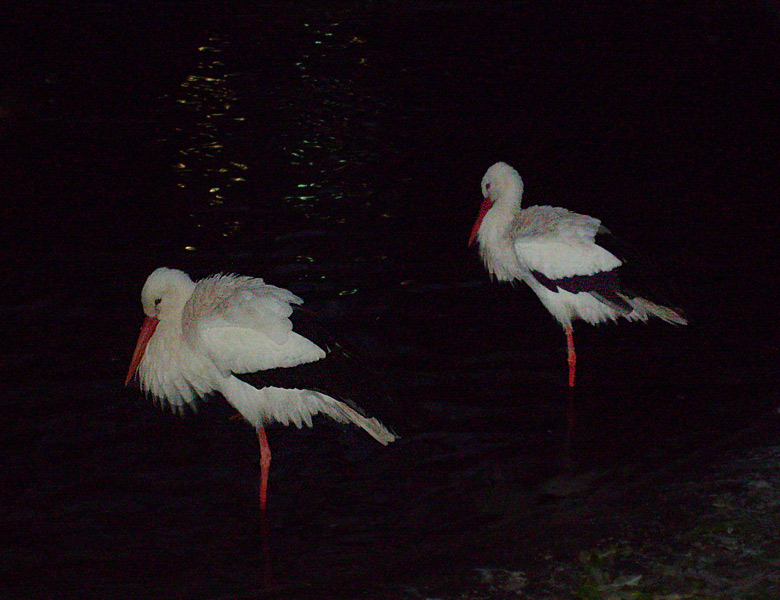 Weißstörche im Wuppertaler Zoo im Januar 2009