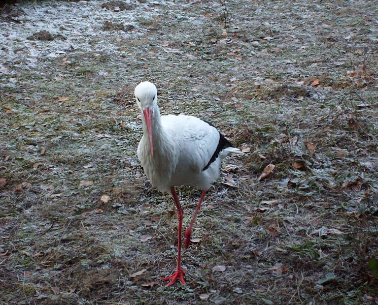 Weißstorch im Zoo Wuppertal im Januar 2009