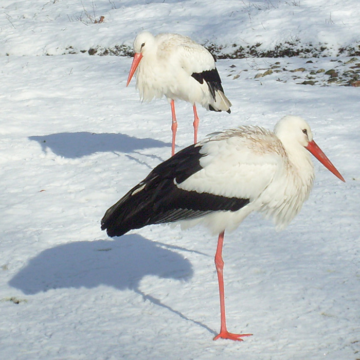 Weißstorch im Wuppertaler Zoo im Februar 2009