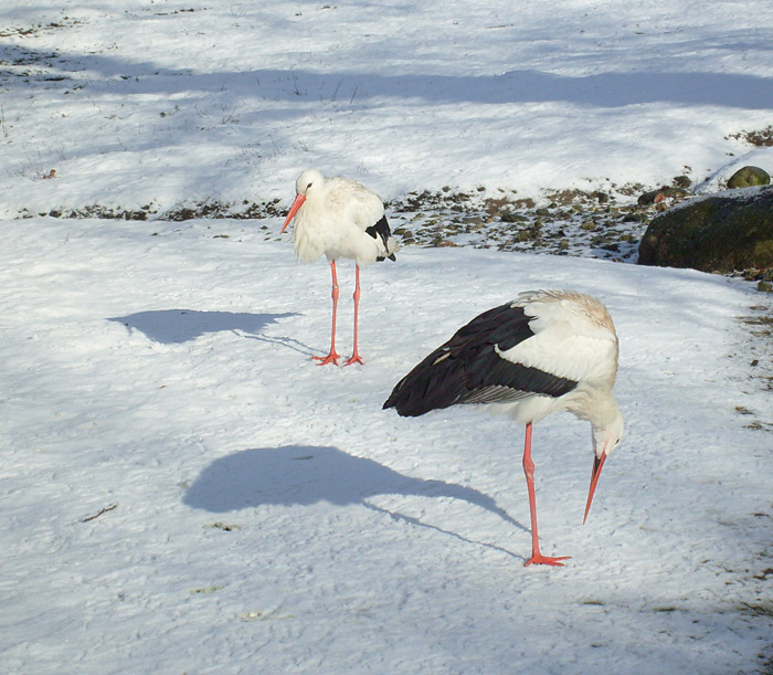 Weißstörche im Wuppertaler Zoo im Februar 2009