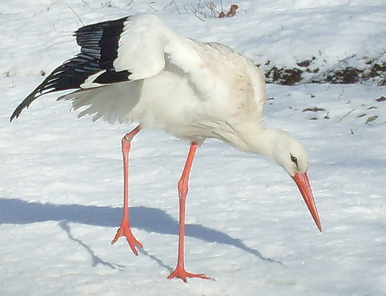 Weißstorch im Wuppertaler Zoo im Februar 2009