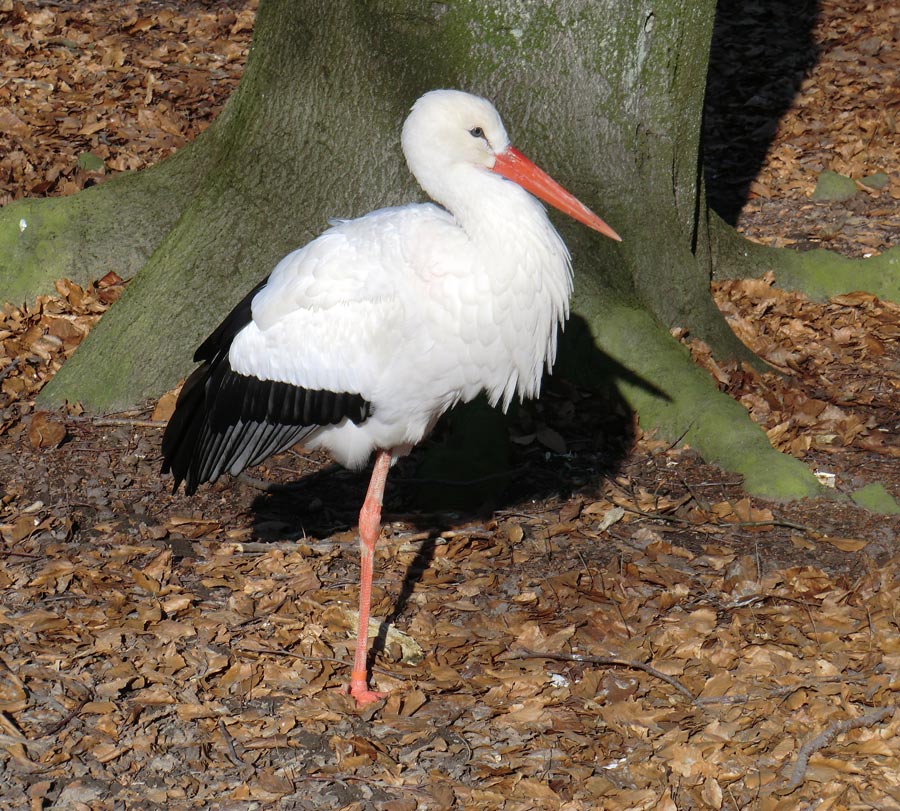 Weißstorch im Zoologischen Garten Wuppertal im März 2011