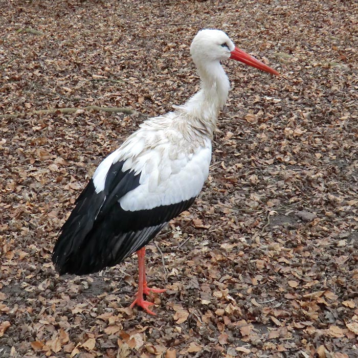 Weißstorch im Wuppertaler Zoo im März 2012