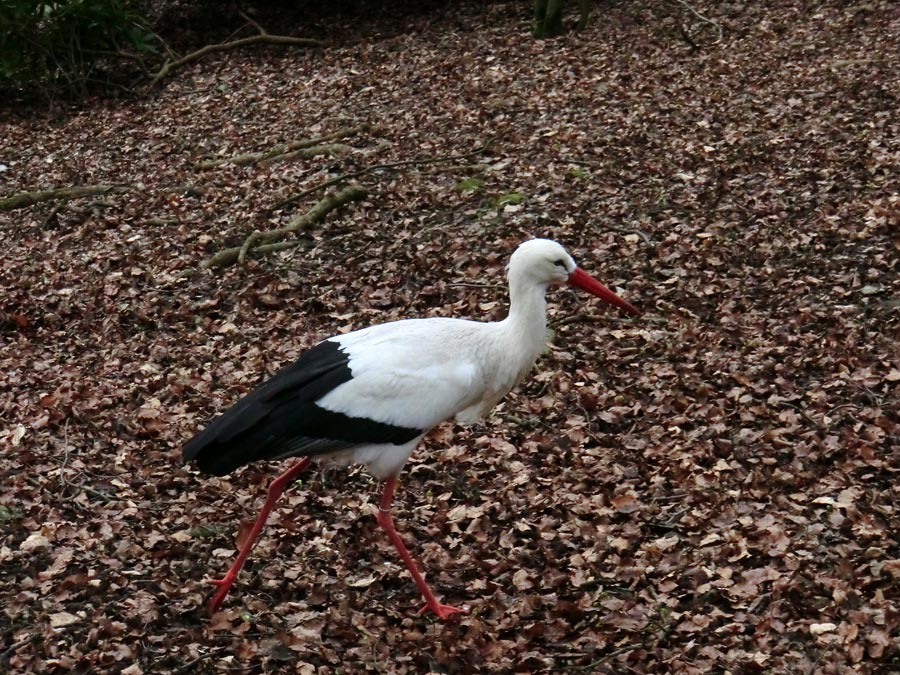 Weißstörche im Wuppertaler Zoo im März 2012