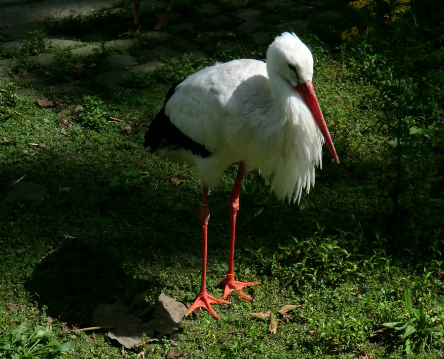 Weißstorch im Zoo Wuppertal im Juli 2012