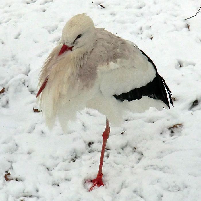 Weißstorch im Wuppertaler Zoo im Januar 2013