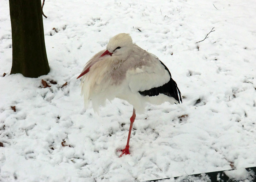 Weißstorch im Zoo Wuppertal im Januar 2013