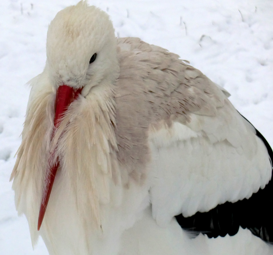 Weißstorch im Wuppertaler Zoo im Januar 2013