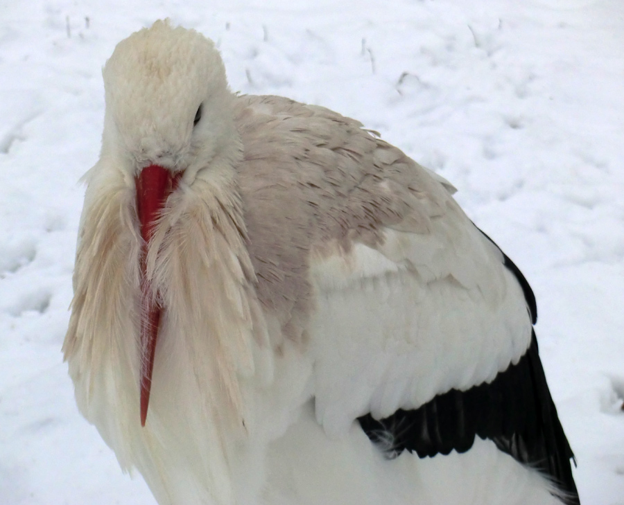 Weißstorch im Zoo Wuppertal im Januar 2013