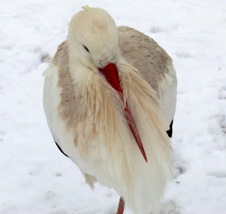 Weißstorch im Zoologischen Garten Wuppertal im Januar 2013