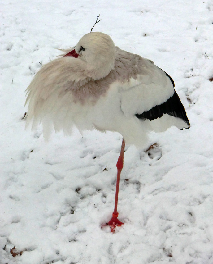 Weißstorch im Wuppertaler Zoo im Januar 2013