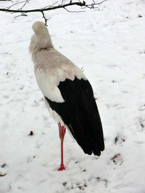 Weißstorch im Zoo Wuppertal im Januar 2013