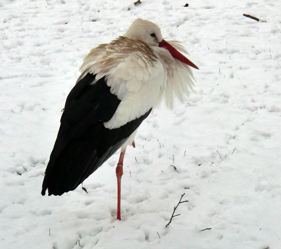 Weißstorch im Wuppertaler Zoo im Januar 2013