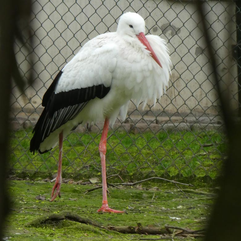 Männlicher Weißstorch am 13. April 2018 auf der Außenanlage im Wuppertaler Zoo