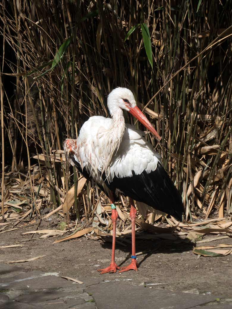 Weißstorch am 2. September 2018 auf der Außenanlage am Vogelhaus im Zoologischen Garten Wuppertal