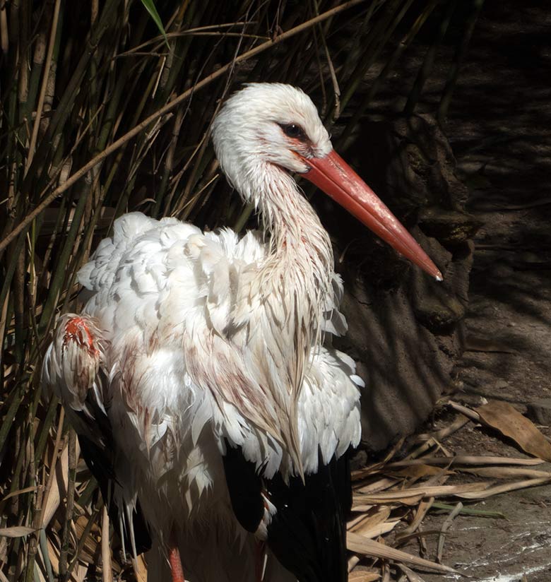 Weiblicher Weißstorch am 2. September 2018 auf der Außenanlage am Vogelhaus im Zoo Wuppertal