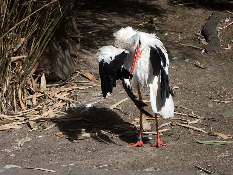 Weißstorch am 2. September 2018 auf der Außenanlage am Vogelhaus im Wuppertaler Zoo