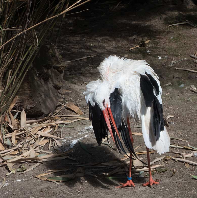 Weißstorch am 2. September 2018 auf der Außenanlage am Vogelhaus im Grünen Zoo Wuppertal