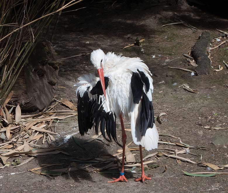 Weißstorch am 2. September 2018 auf der Außenanlage am Vogelhaus im Zoologischen Garten der Stadt Wuppertal