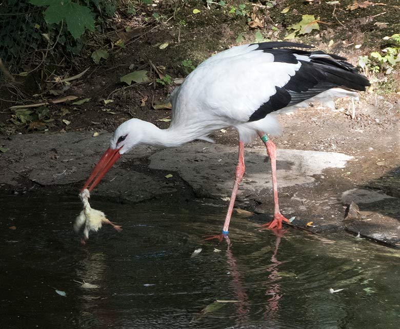 Weiblicher Weißstorch mit blauer Markierung am rechten Bein am 17. September 2018 auf der Außenanlage im Wuppertaler Zoo