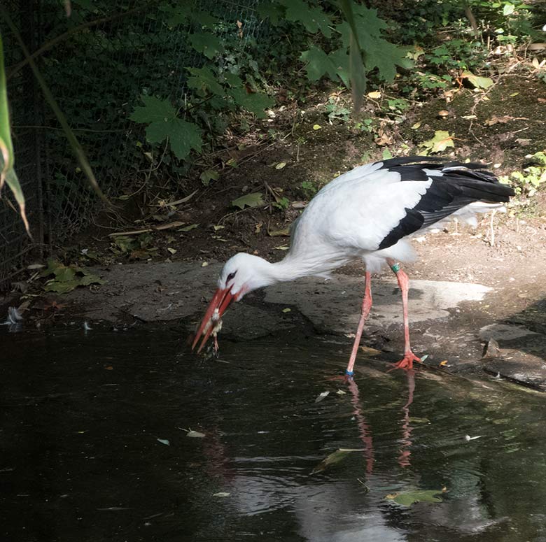 Weiblicher Weißstorch mit blauer Markierung am rechten Bein am 17. September 2018 auf der Außenanlage im Zoo Wuppertal