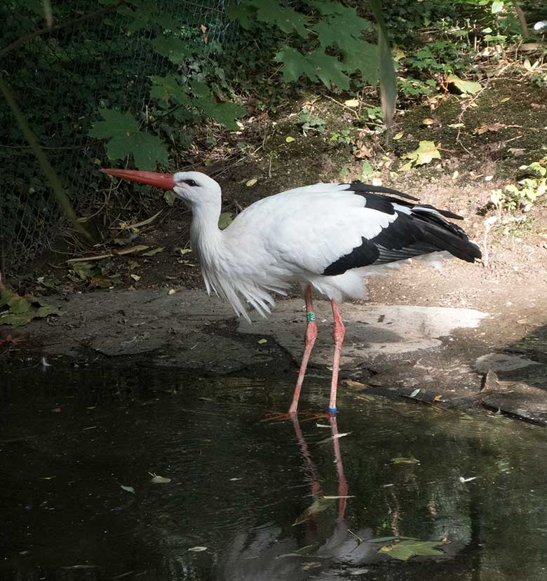 Weiblicher Weißstorch mit blauer Markierung am rechten Bein am 17. September 2018 auf der Außenanlage im Zoologischen Garten Wuppertal