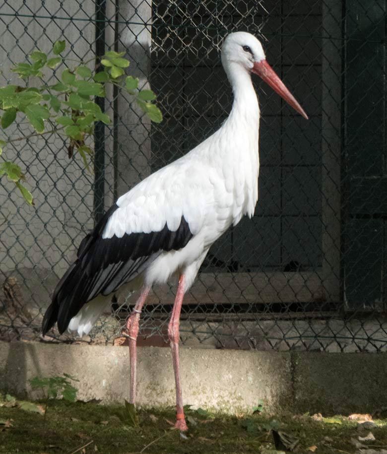 Männlicher Weißstorch mit roter Markierung am linken Bein am 17. September 2018 auf der Außenanlage im Grünen Zoo Wuppertal