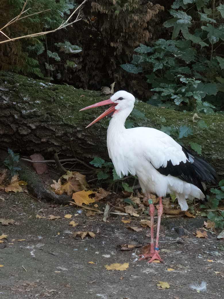 Weißstorch-Weibchen am 13. Oktober 2018 im Zoologischen Garten Wuppertal