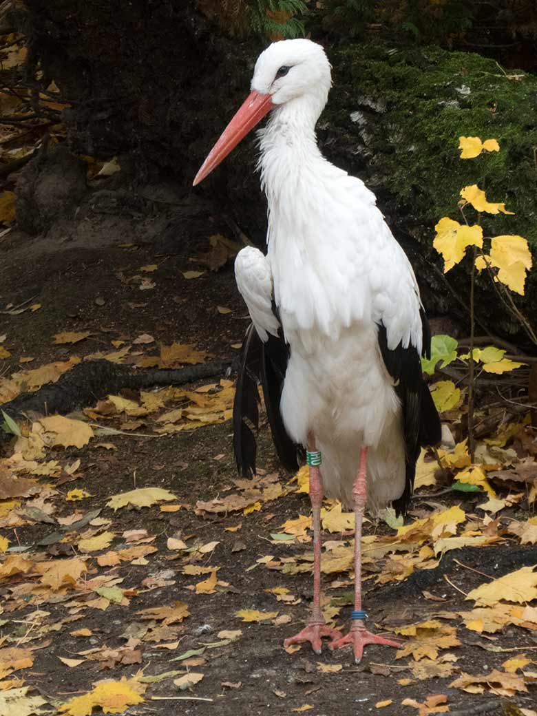 Weiblicher  Weißstorch am 11. November 2018 im Wuppertaler Zoo