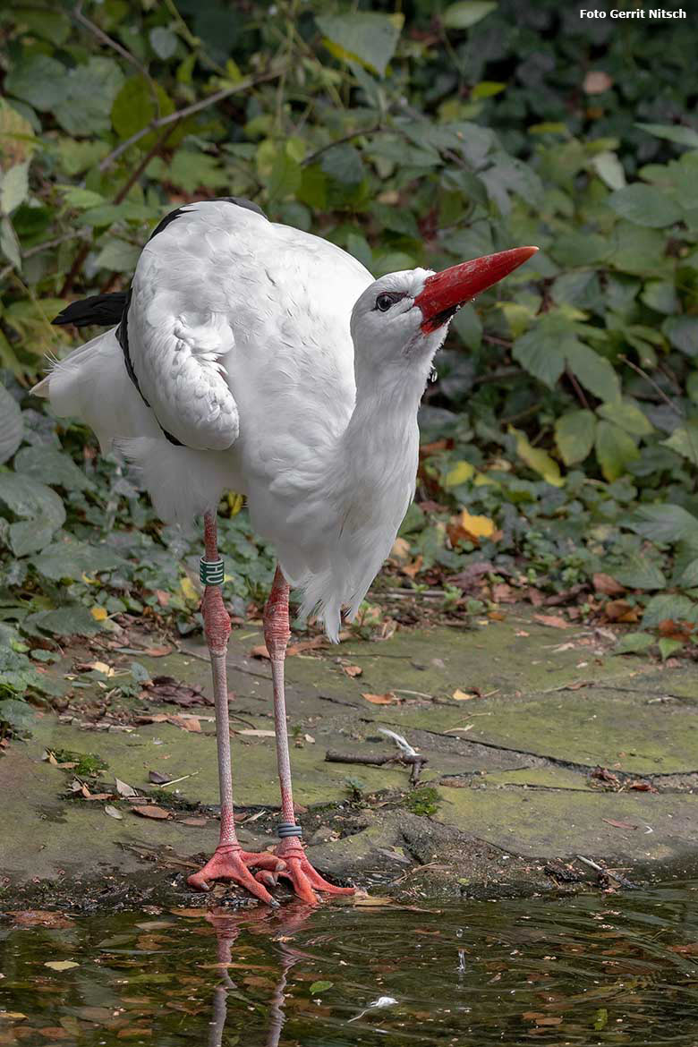 Weißstorch-Weibchen am 12. Oktober 2019 auf der Außenanlage unterhalb des Vogel-Hauses im Grünen Zoo Wuppertal (Foto Gerrit Nitsch)