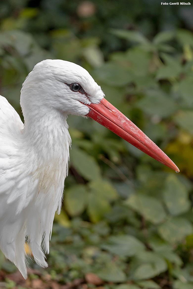 Weiblicher Weißstorch am 12. Oktober 2019 auf der Außenanlage unterhalb des Vogel-Hauses im Zoo Wuppertal (Foto Gerrit Nitsch)