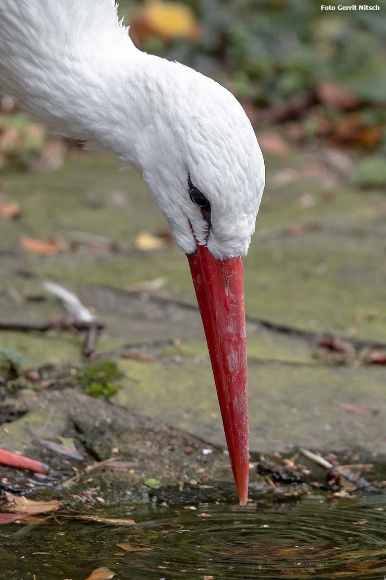 Weißstorch am 12. Oktober 2019 auf der Außenanlage unterhalb des Vogel-Hauses im Zoologischen Garten Wuppertal (Foto Gerrit Nitsch)