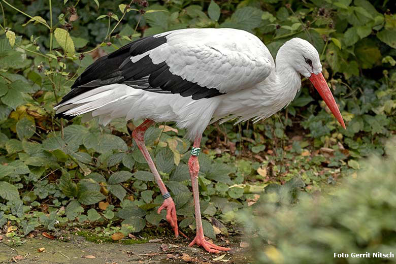 Weißstorch-Weibchen am 12. Oktober 2019 auf der Außenanlage unterhalb des Vogel-Hauses im Wuppertaler Zoo (Foto Gerrit Nitsch)