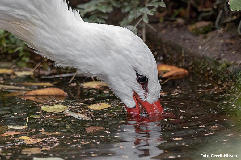 Weiblicher Weißstorch am 12. Oktober 2019 auf der Außenanlage unterhalb des Vogel-Hauses im Grünen Zoo Wuppertal (Foto Gerrit Nitsch)