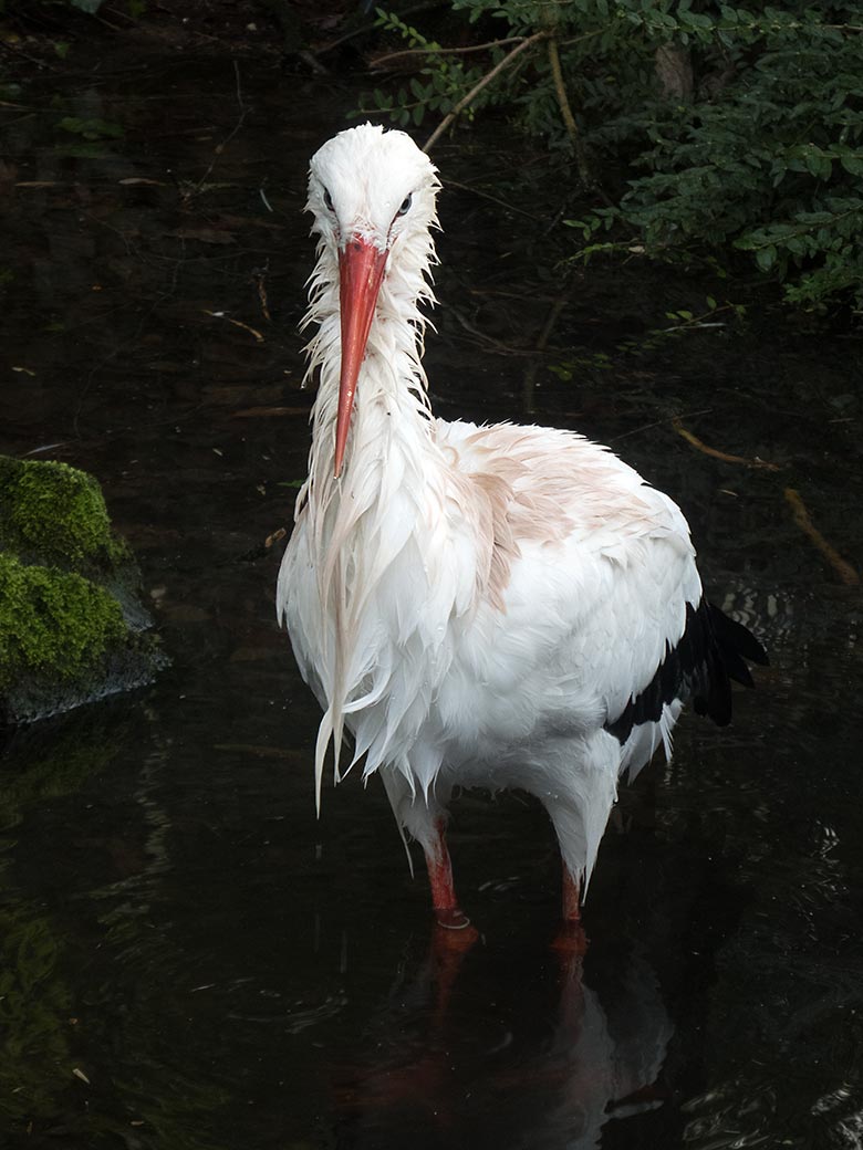 Männlicher Weißstorch am 15. Januar 2020 im Wasser der Außenanlage im Grünen Zoo Wuppertal