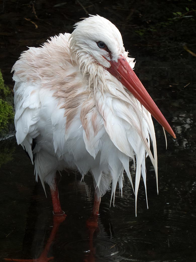 Männlicher Weißstorch am 15. Januar 2020 im Wasser der Außenanlage im Zoologischen Garten der Stadt Wuppertal