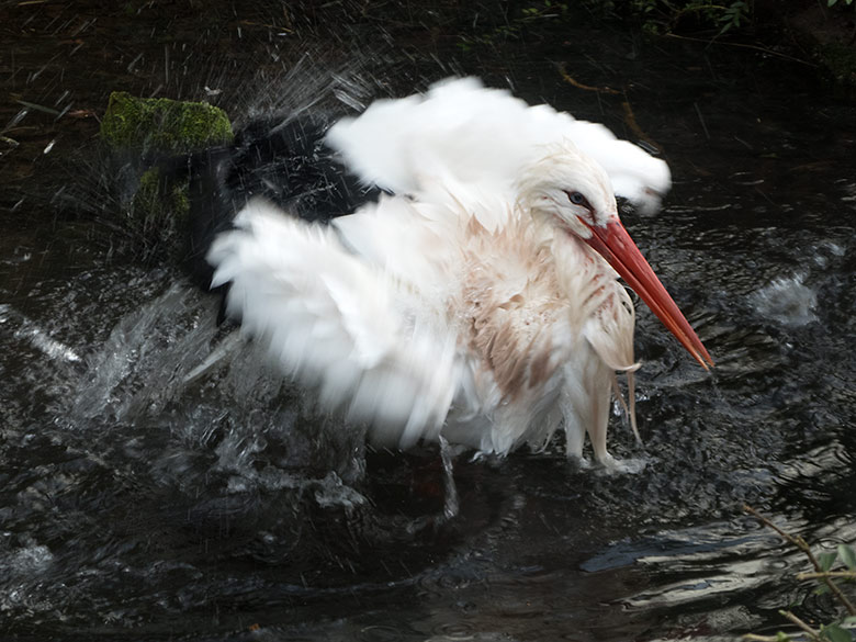 Badender männlicher Weißstorch am 15. Januar 2020 im Wasser der Außenanlage im Wuppertaler Zoo