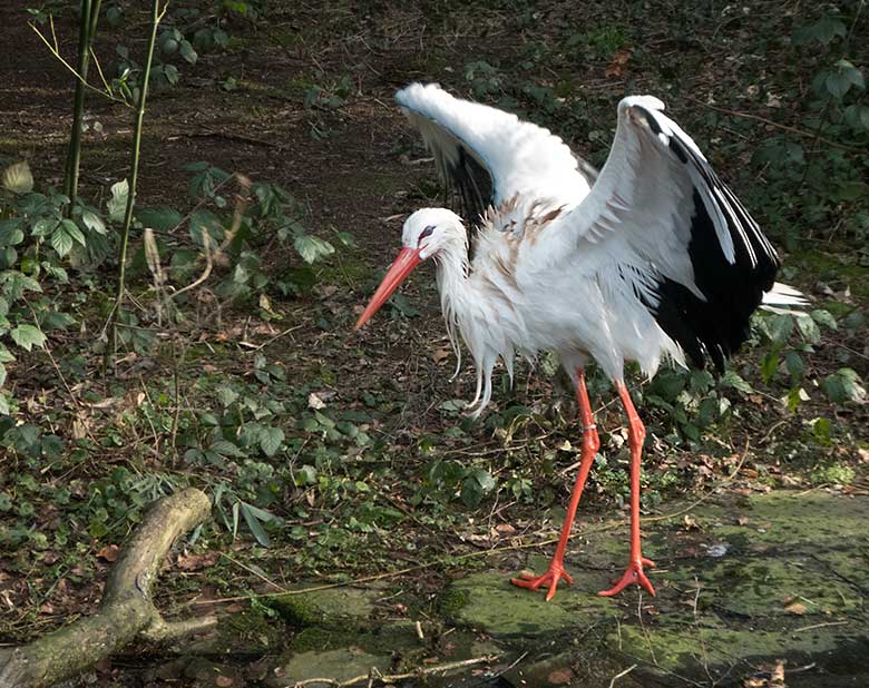 Männlicher Weißstorch am 15. Januar 2020 auf der Außenanlage im Zoologischen Garten Wuppertal