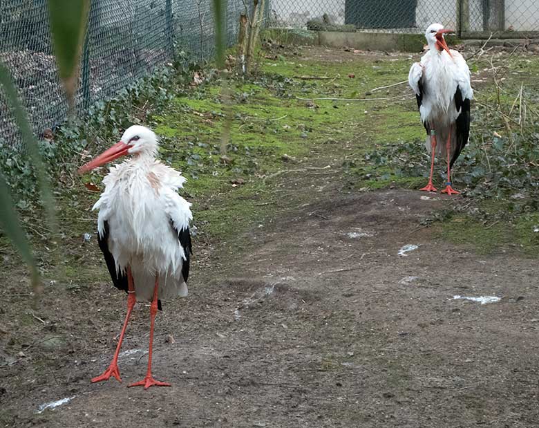 Männlicher Weißstorch und weiblicher Weißstorch am 15. Januar 2020 auf der Außenanlage im Zoo Wuppertal