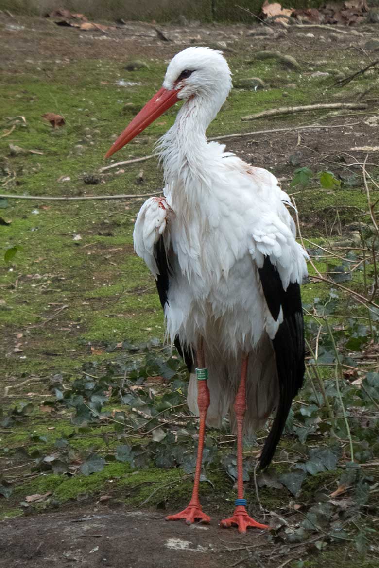 Weiblicher Weißstorch am 15. Januar 2020 auf der Außenanlage im Wuppertaler Zoo