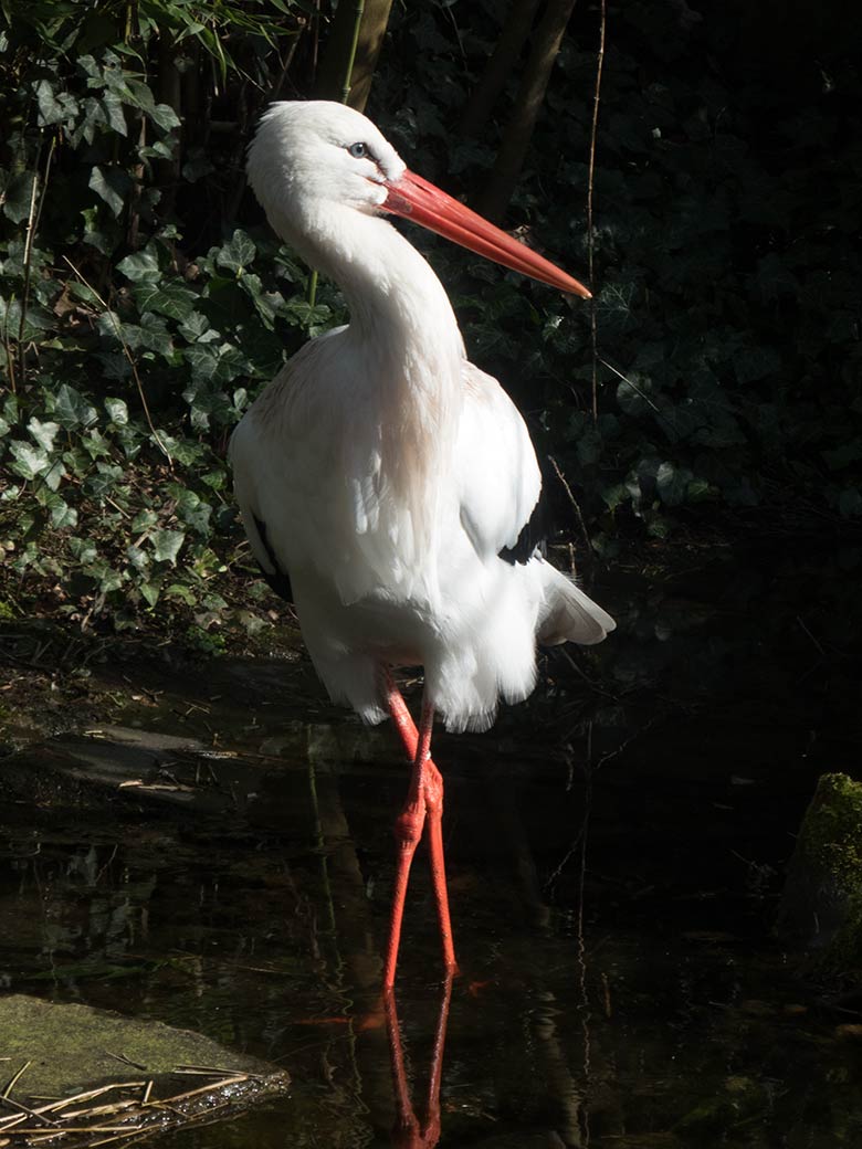 Männlicher Weißstorch am 14. März 2020 auf der Außenanlage unterhalb des Vogel-Hauses im Grünen Zoo Wuppertal