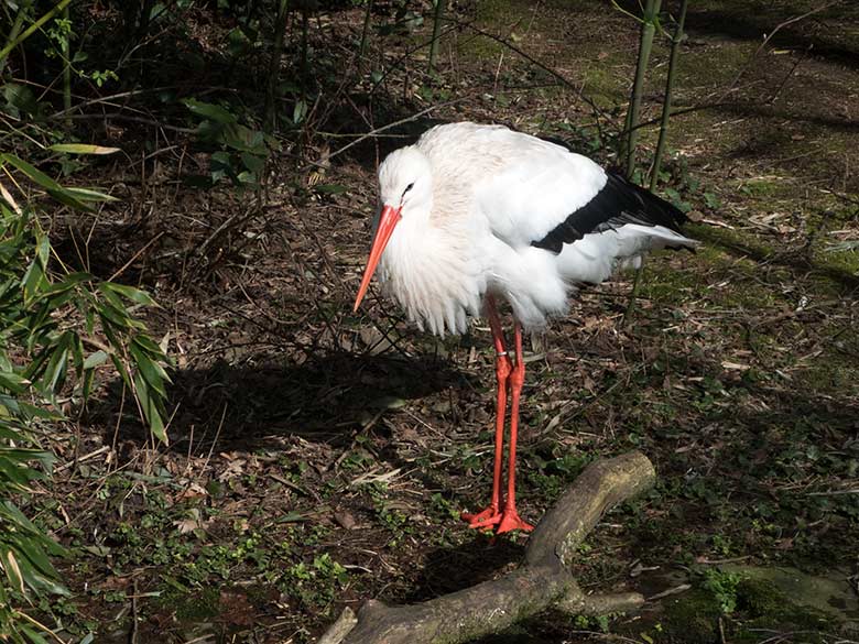 Männlicher Weißstorch am 14. März 2020 auf der Außenanlage unterhalb des Vogel-Hauses im Zoo Wuppertal