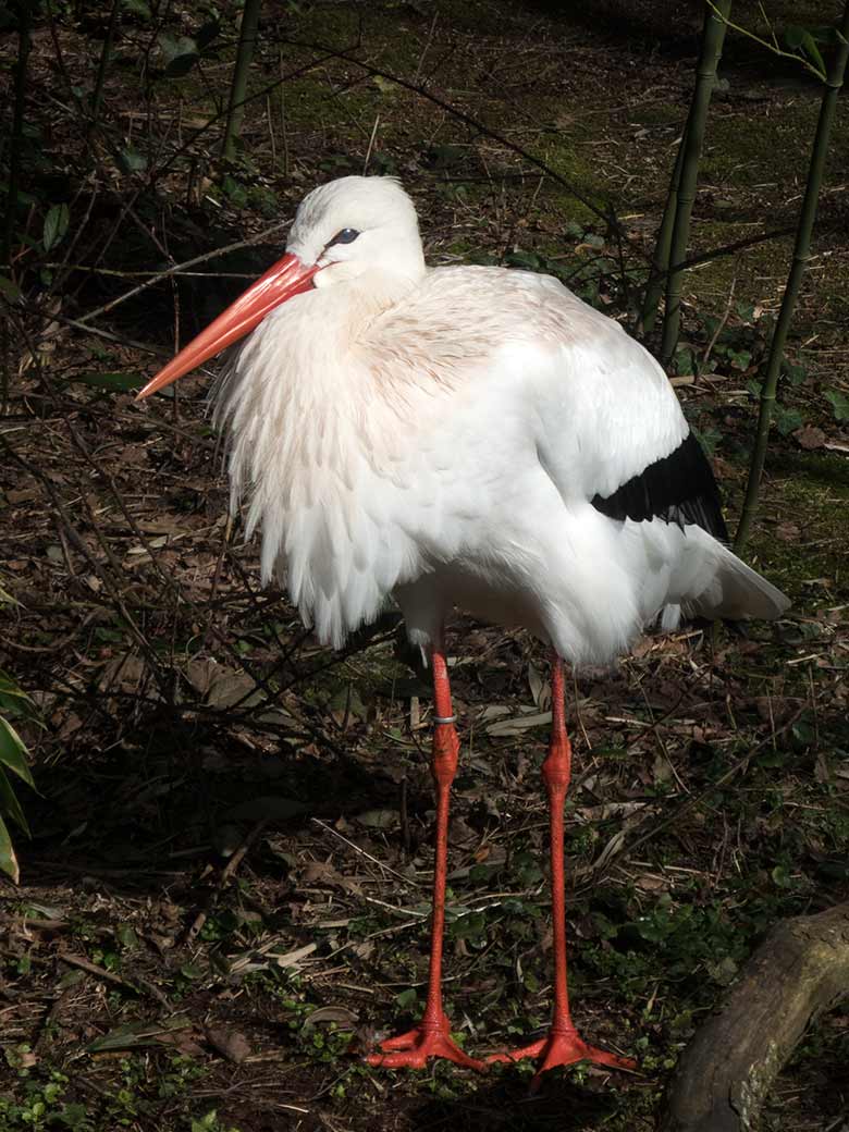 Männlicher Weißstorch am 14. März 2020 auf der Außenanlage unterhalb des Vogel-Hauses im Wuppertaler Zoo