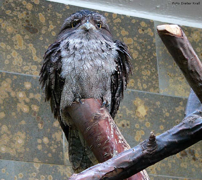 Eulenschwalm im Wuppertaler Zoo im Februar 2008 (Foto Dieter Kraß)