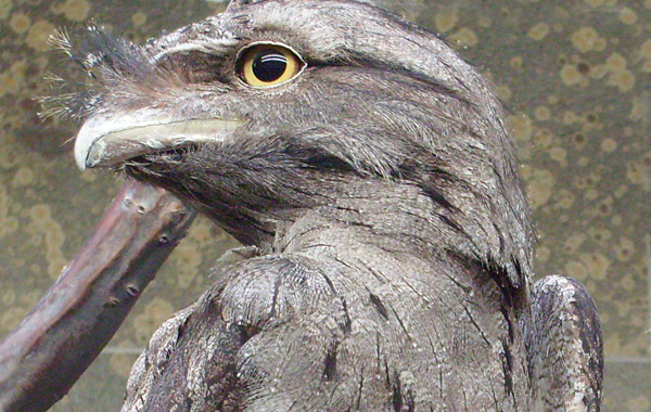 Eulenschwalm im Wuppertaler Zoo im April 2008